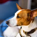 Saiba se castrar o cachorro na idade adulta faz mal ao seu pet imagem