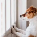 Seu pet passa o dia sozinho em casa? Saiba 5 riscos graves que ele corre imagem