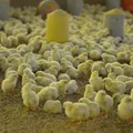 Sexagem 'in ovo' ganha força no Brasil e promete acabar com abate de pintinhos imagem