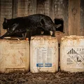 Substituto de agrotóxico proibido na Europa já soma mortes no Brasil imagem