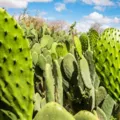 Tecnologia cria 'mar verde' contra a seca no sertão da Bahia imagem