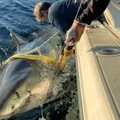 Tubarão de 750 kg acende alerta ao se aproximar de área turística imagem