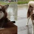 Tutores de pets podem ganhar pensão após separação; saiba como imagem
