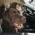 Uber Pet e mais: conheça os apps de transporte ideais para o seu “bichinho” imagem
