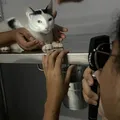 Universidade realiza mutirão de prevenção a doenças oculares em cães e gatos imagem