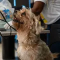 Vacinação antirrábica gratuita para pets em shopping neste sábado, 25 imagem