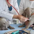 Veterinária legal imagem