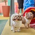 Viajou? Confira locais em Salvador para deixar seu pet em segurança imagem