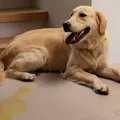 Xixi vira areia e mais: 5 itens que todo tutor de pet precisa conhecer imagem