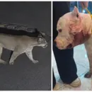Ataque de onça-parda é impedido por pitbull da família dentro de casa