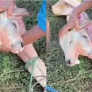 Caso raro: bezerro com duas cabeças nasce em cidade do interior; VÍDEO
