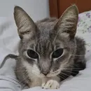 Dilema ético gera sofrimento e faz da eutanásia animal um tabu