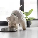 Essa alimentação pode transformar a saúde do seu cachorro