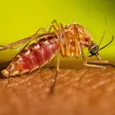 Febre do Nilo Ocidental: vírus letal chega ao Brasil e acende alerta