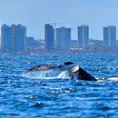 Guia do avistamento de baleias em Salvador: onde ver, como funciona e o que esperar do passeio