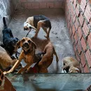 Homem é preso por realizar eutanásia e deixar cães em situações de maus-tratos