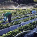 O agricultor e o publicitário