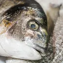 Peixe popular no Brasil entra em extinção e pode ter venda proibida