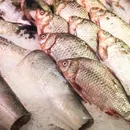 Pele de peixe vira curativo e terá fábrica de R$ 52 milhões no Brasil