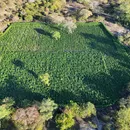 Plantação com 35 mil pés de maconha é destruída na Bahia