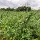 Plantação ilícita de maconha é alvo de operação da Polícia Federal