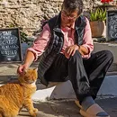 Projeto oferece casa e comida de graça em ilha para cuidador de gatos