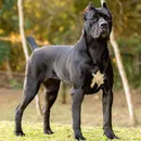Raças de cães populares correm risco de extinção; veja lista