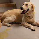 Xixi vira areia e mais: 5 itens que todo tutor de pet precisa conhecer