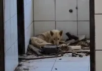 Adolescente é apreendido por maus-tratos a cães na Bahia