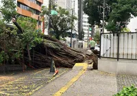 Árvore de grande porte cai e deixa moradores da Graça sem energia