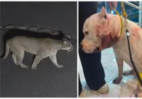 Ataque de onça-parda é impedido por pitbull da família dentro de casa