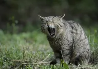 Austrália declara "guerra" contra gatos; entenda por quê