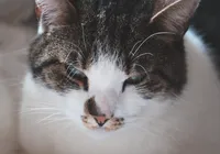 Bigodes dos gatos guardam um segredo; saiba para que eles servem