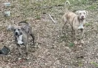Brutal: mulher morre após ataque de pit bulls durante passeio com cachorro