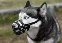 Cachorros podem ser obrigados a usar focinheira no Brasil