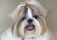 Cães e gatos precisam ir ao oftalmologista para evitar cegueira