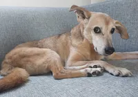 Cães idosos também podem ter demência, o “alzheimer animal”