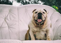 Canetas emagrecedoras para pets? Entenda se o uso em cães é permitido