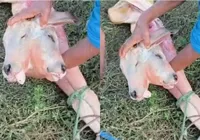 Caso raro: bezerro com duas cabeças nasce em cidade do interior; VÍDEO