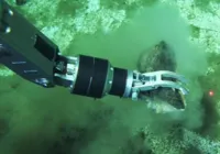 Cemitério de baleias a 7 mil metros de profundidade é descoberto no oceano