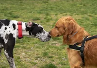 Como saber se o cachorro está brincando ou começando uma briga?