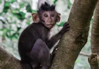 Criança morre ao ser atacada por macaco criado por sua família