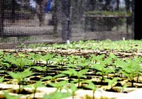 Da semente à mente, com agro não se mente