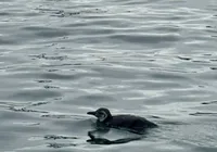 Encontrou um animal marinho na praia? Saiba como agir