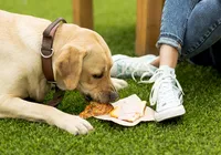 Esse alimento pode estar fazendo mal ao seu cachorro