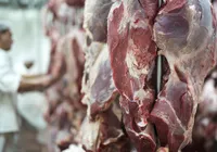 Excesso de carne bovina em frigorífico derruba o preço do boi na Bahia