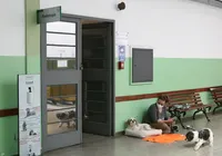 Exercício ilegal da Medicina Veterinária se torna crime no Brasil