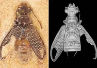 Fósseis de besouros da Era dos Dinossauros são encontrados no Nordeste