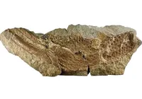 Fóssil de escorpião gigante de 415 milhões de anos é achado por cientistas imagem