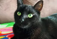 Gato vidente que acertou jogos do Brasil faz nova aposta contra Japão